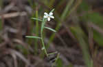 Pasture heliotrope